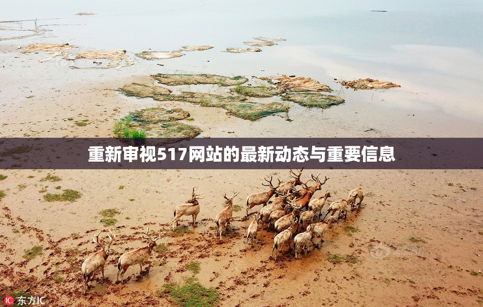 重新审视517网站的最新动态与重要信息