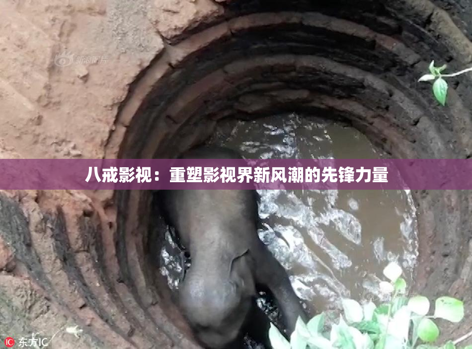 八戒影视：重塑影视界新风潮的先锋力量