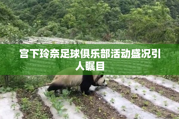 宫下玲奈足球俱乐部活动盛况引人瞩目