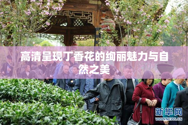 高清呈现丁香花的绚丽魅力与自然之美