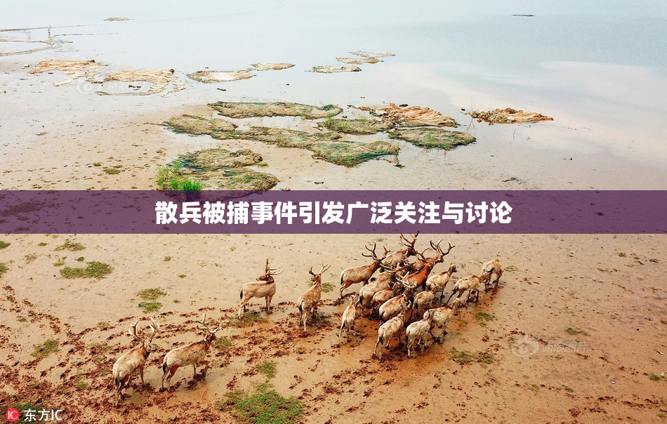 散兵被捕事件引发广泛关注与讨论