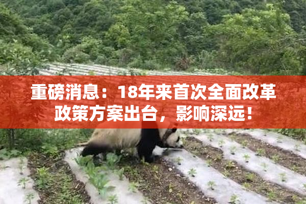 重磅消息：18年来首次全面改革政策方案出台，影响深远！
