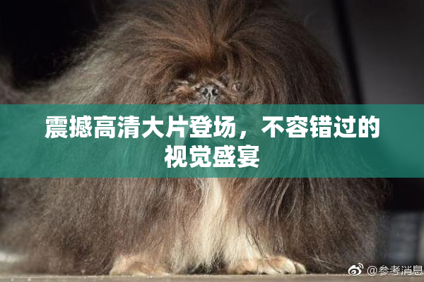 震撼高清大片登场，不容错过的视觉盛宴