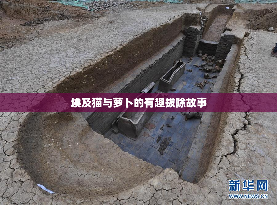 埃及猫与萝卜的有趣拔除故事