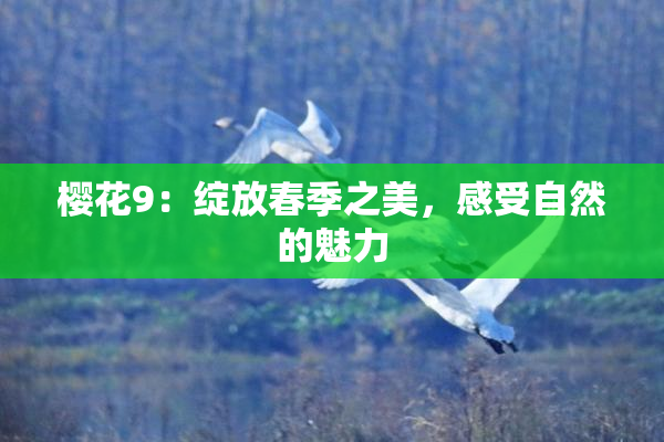樱花9：绽放春季之美，感受自然的魅力