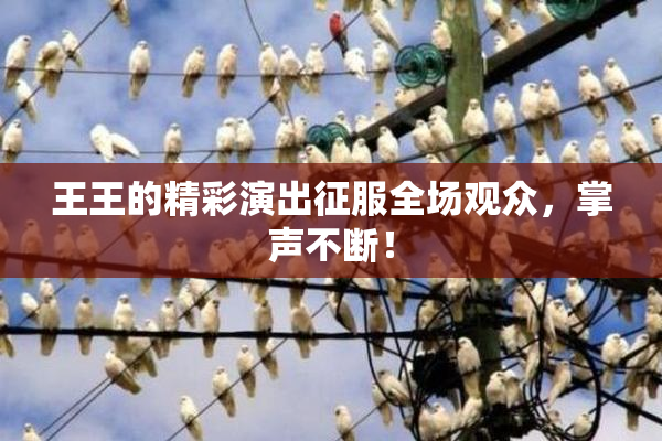 王王的精彩演出征服全场观众，掌声不断！