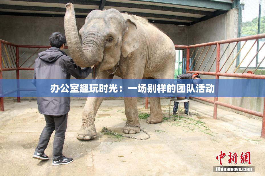 办公室趣玩时光：一场别样的团队活动