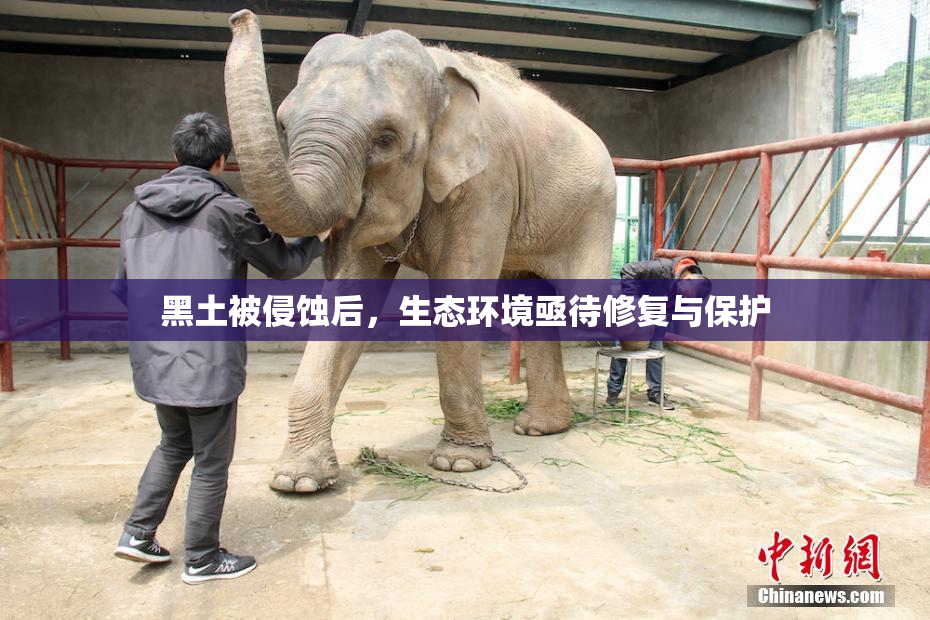 黑土被侵蚀后，生态环境亟待修复与保护