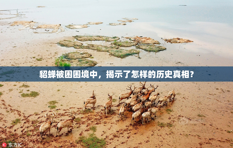 貂蝉被困困境中，揭示了怎样的历史真相？