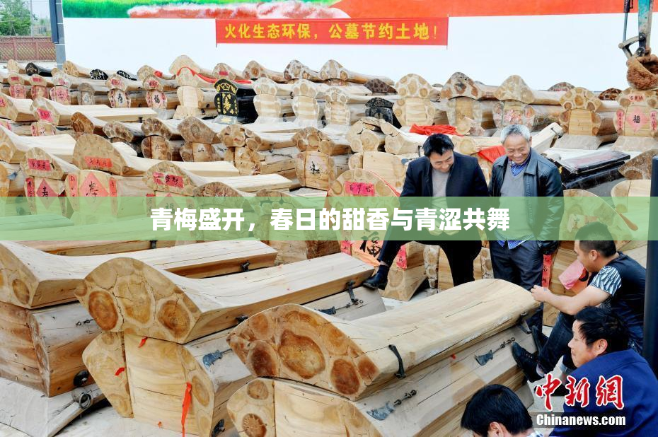 青梅盛开，春日的甜香与青涩共舞