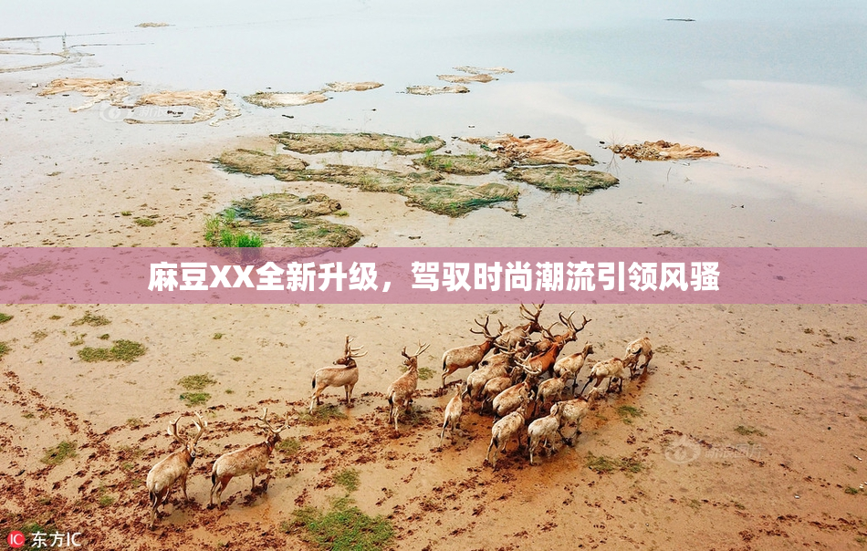 麻豆XX全新升级，驾驭时尚潮流引领风骚
