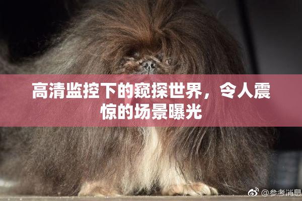 高清监控下的窥探世界，令人震惊的场景曝光