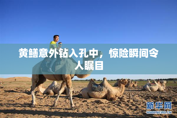 黄鳝意外钻入孔中，惊险瞬间令人瞩目