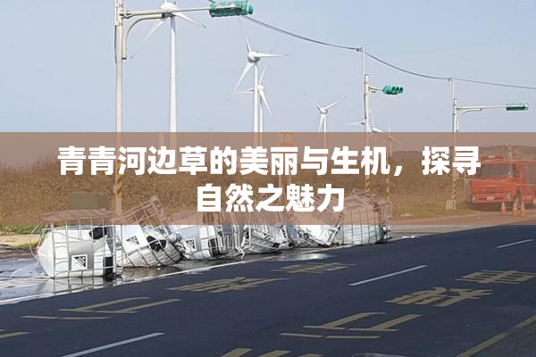青青河边草的美丽与生机，探寻自然之魅力