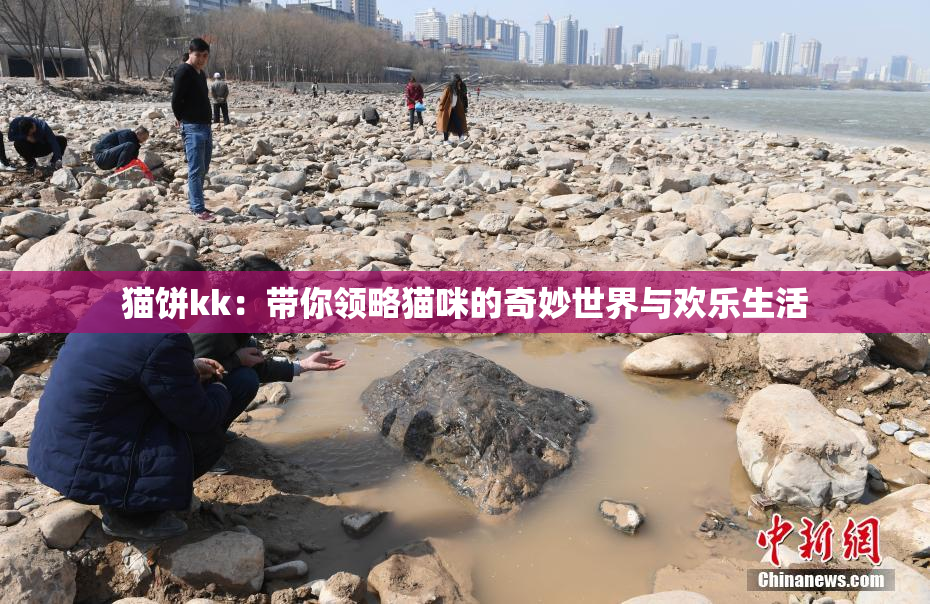 猫饼kk：带你领略猫咪的奇妙世界与欢乐生活
