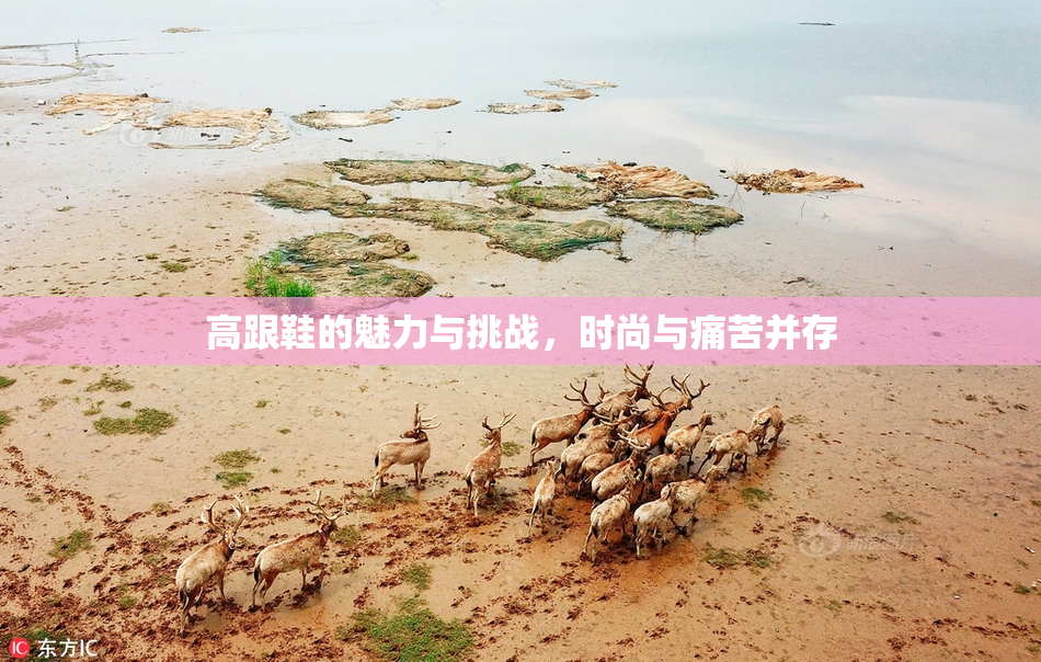 高跟鞋的魅力与挑战，时尚与痛苦并存