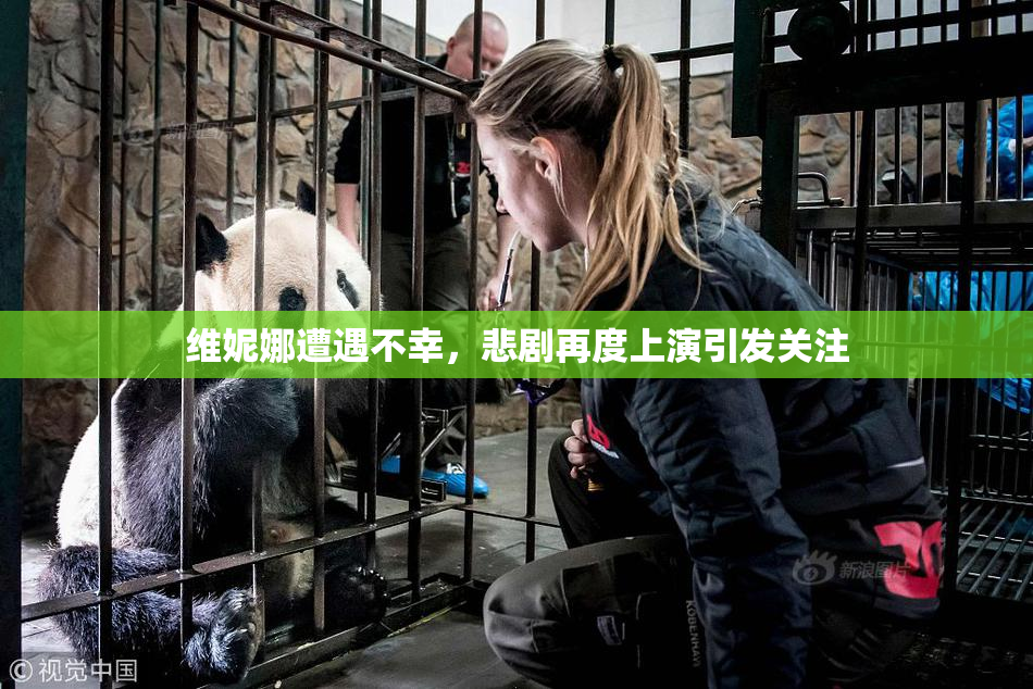 维妮娜遭遇不幸，悲剧再度上演引发关注