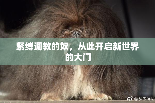紧缚调教的奴，从此开启新世界的大门