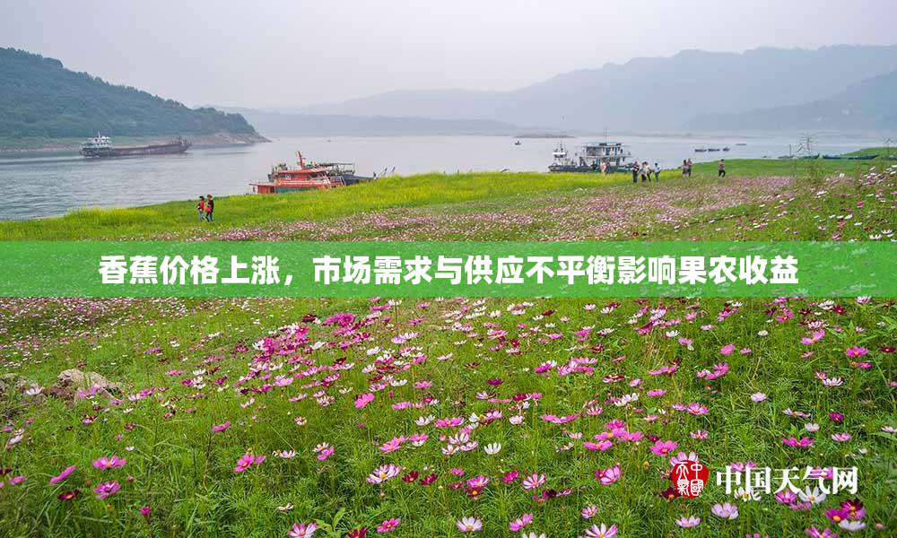 香蕉价格上涨，市场需求与供应不平衡影响果农收益