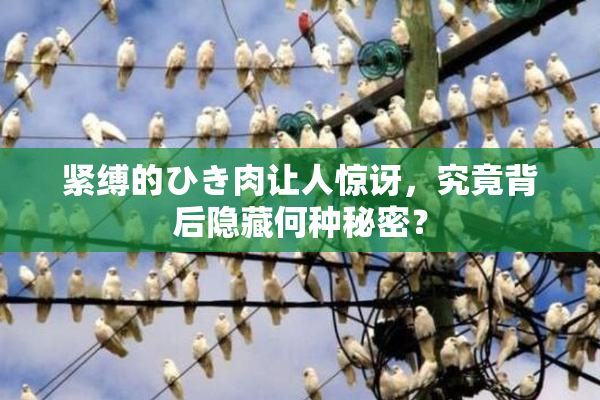 紧缚的ひき肉让人惊讶，究竟背后隐藏何种秘密？