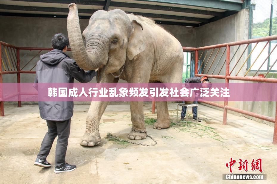 韩国成人行业乱象频发引发社会广泛关注