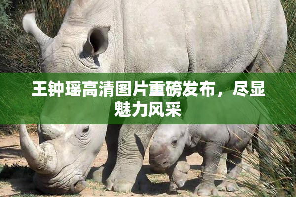 王钟瑶高清图片重磅发布，尽显魅力风采