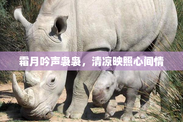 霜月吟声袅袅，清凉映照心间情