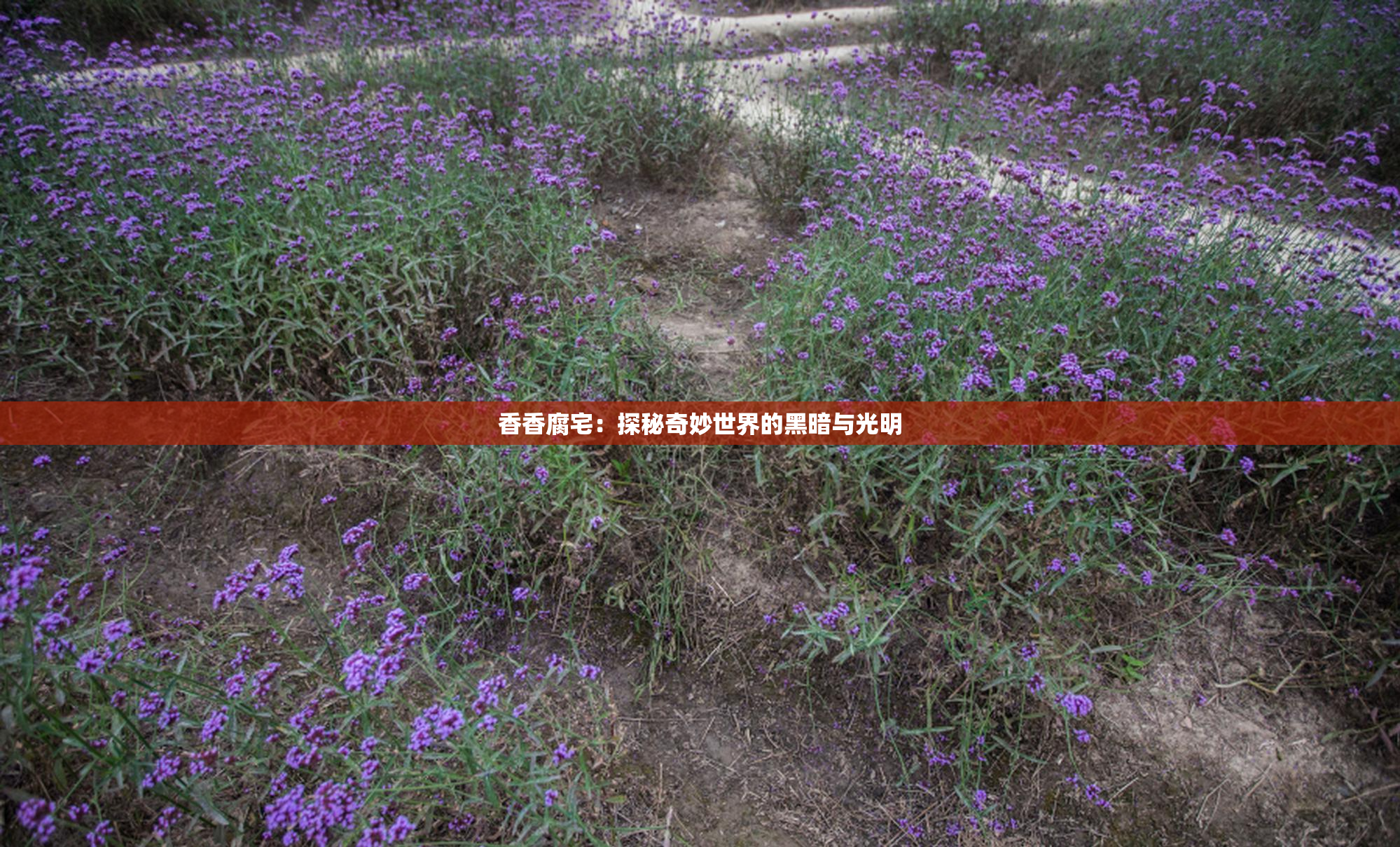 香香腐宅：探秘奇妙世界的黑暗与光明