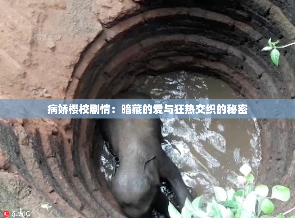 病娇樱校剧情：暗藏的爱与狂热交织的秘密