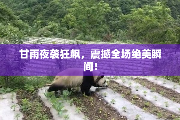 甘雨夜袭狂飙，震撼全场绝美瞬间！