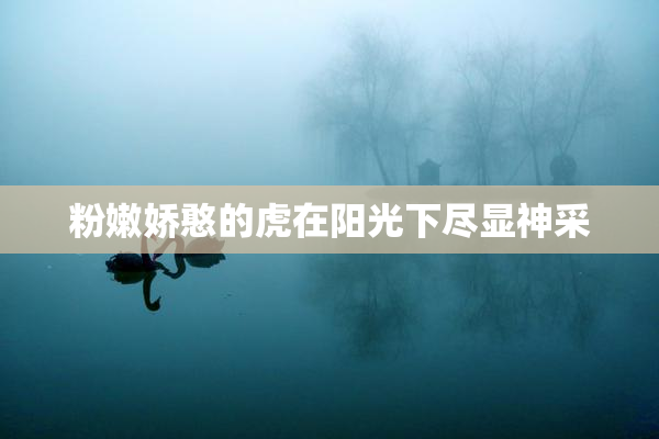 粉嫩娇憨的虎在阳光下尽显神采