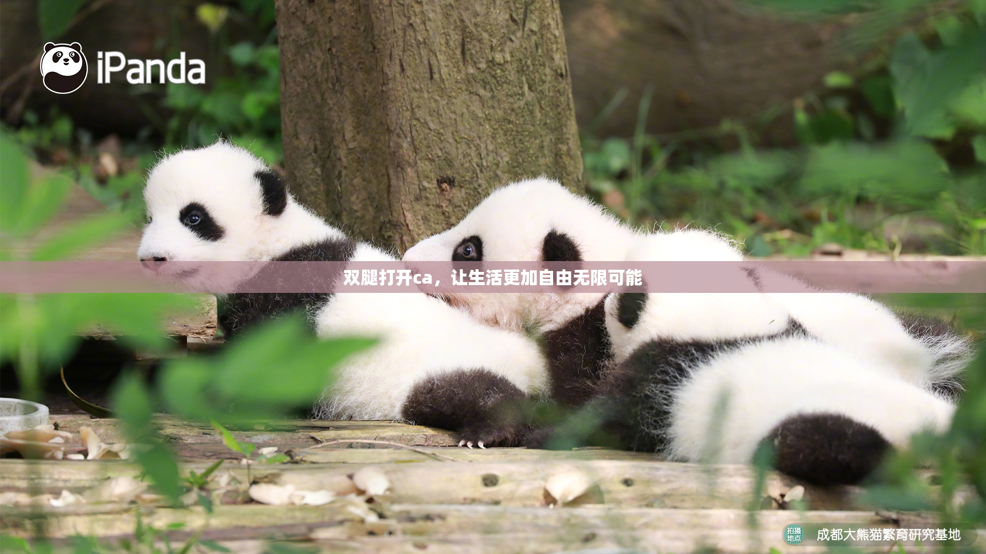 双腿打开ca，让生活更加自由无限可能