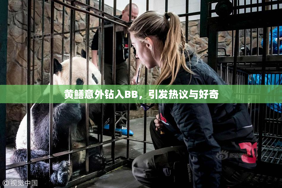 黄鳝意外钻入BB，引发热议与好奇