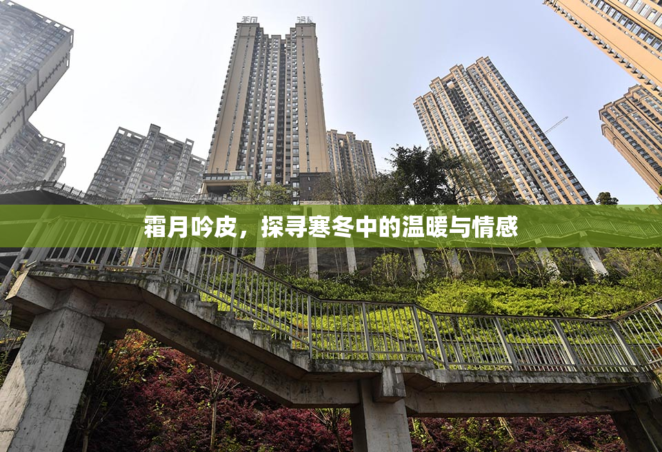 霜月吟皮，探寻寒冬中的温暖与情感