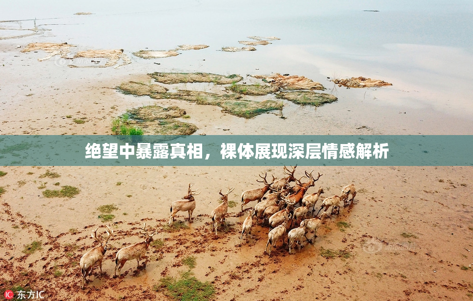 绝望中暴露真相，裸体展现深层情感解析