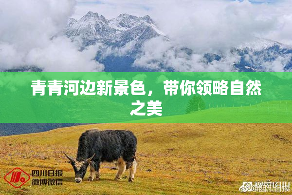 青青河边新景色，带你领略自然之美