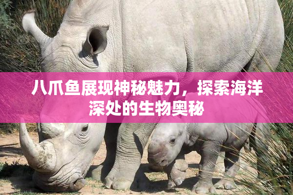 八爪鱼展现神秘魅力，探索海洋深处的生物奥秘