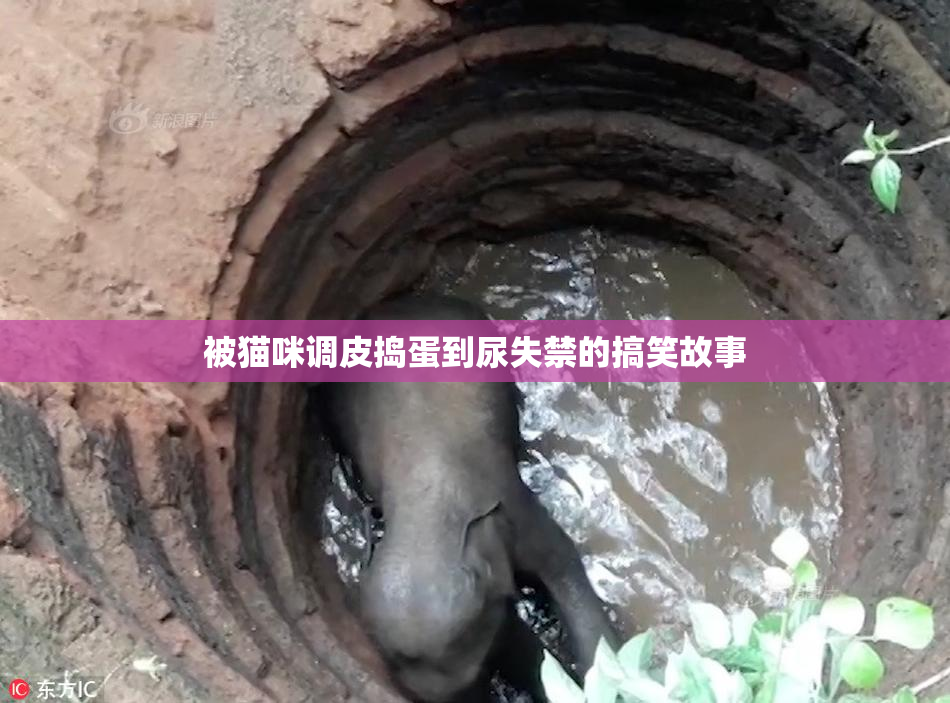 被猫咪调皮捣蛋到尿失禁的搞笑故事