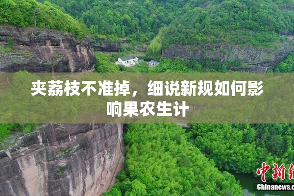 夹荔枝不准掉，细说新规如何影响果农生计