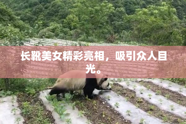 长靴美女精彩亮相，吸引众人目光。