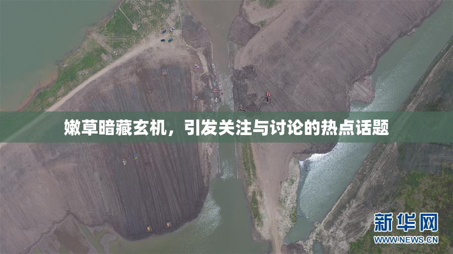 嫩草暗藏玄机，引发关注与讨论的热点话题
