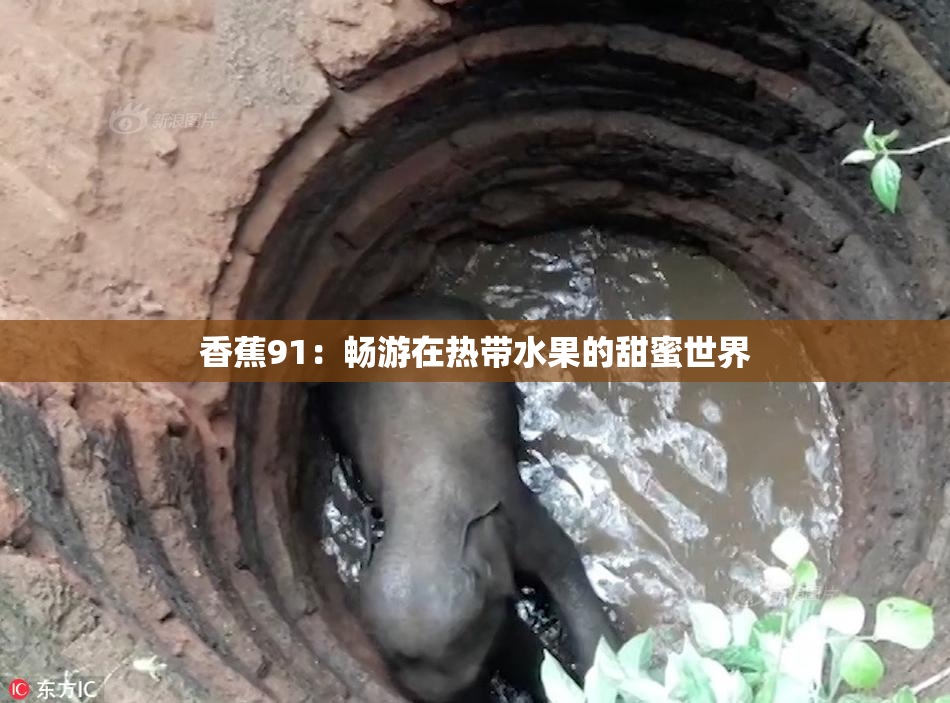 香蕉91：畅游在热带水果的甜蜜世界