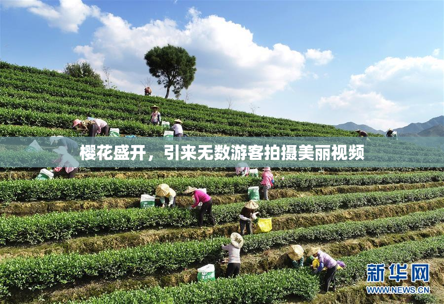樱花盛开，引来无数游客拍摄美丽视频