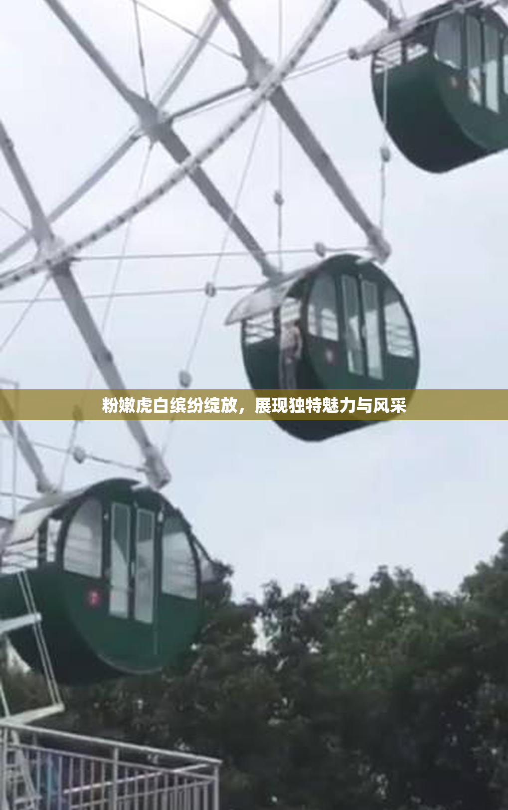 粉嫩虎白缤纷绽放，展现独特魅力与风采