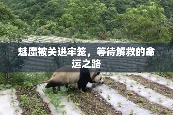 魅魔被关进牢笼，等待解救的命运之路