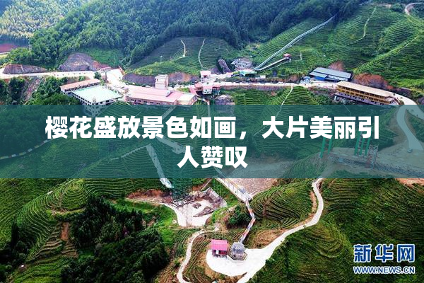 樱花盛放景色如画，大片美丽引人赞叹