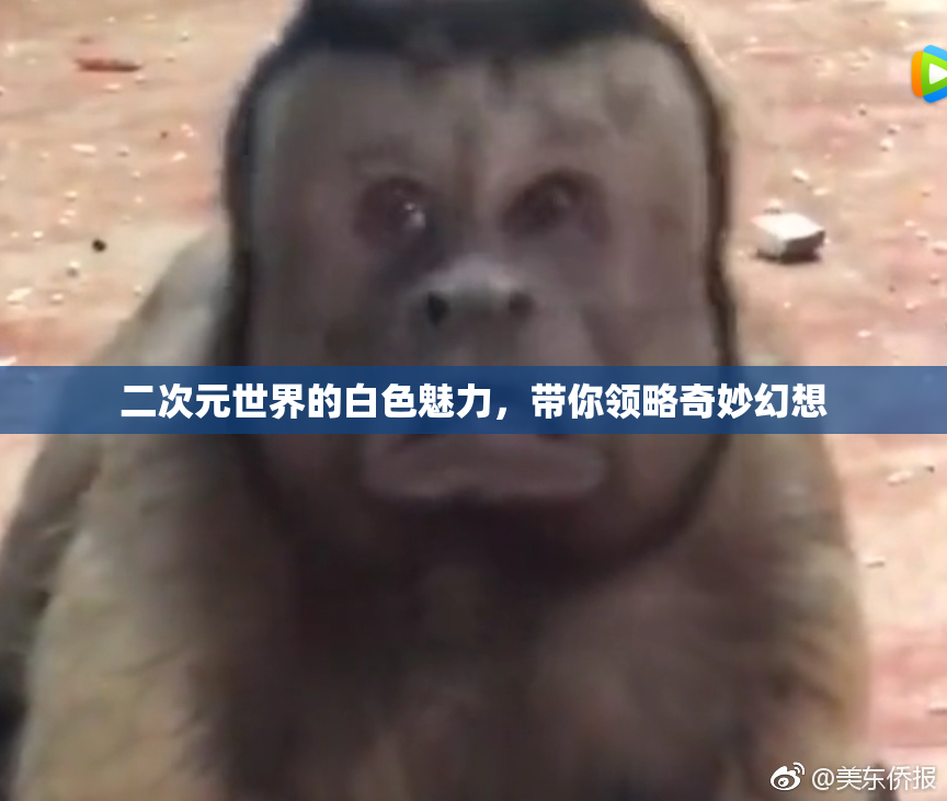 二次元世界的白色魅力，带你领略奇妙幻想