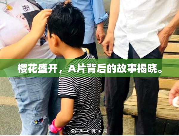 樱花盛开，A片背后的故事揭晓。