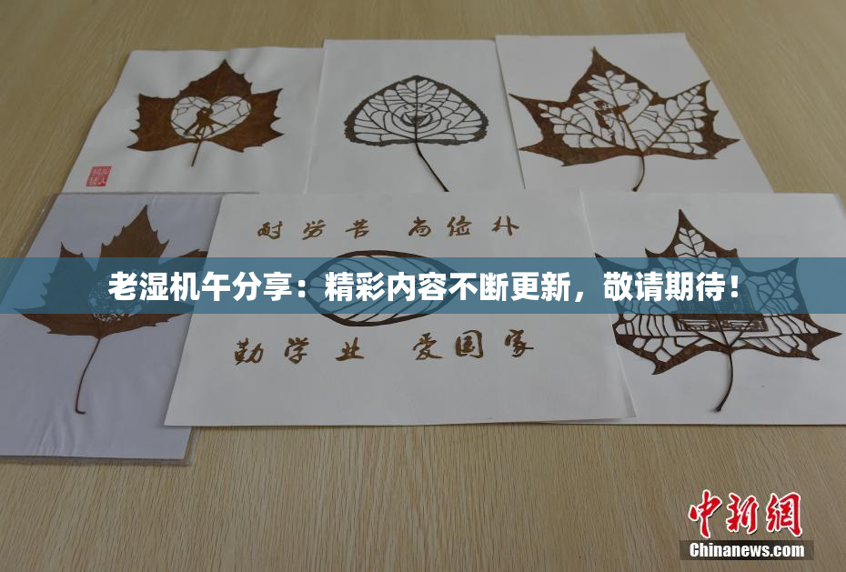 老湿机午分享：精彩内容不断更新，敬请期待！