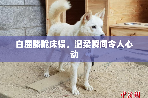 白鹿膝跪床榻，温柔瞬间令人心动